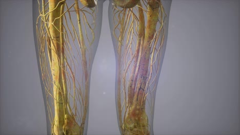 Komplette-Nahansicht-Des-Skelettsystems-Mit-Transparentem-Körper